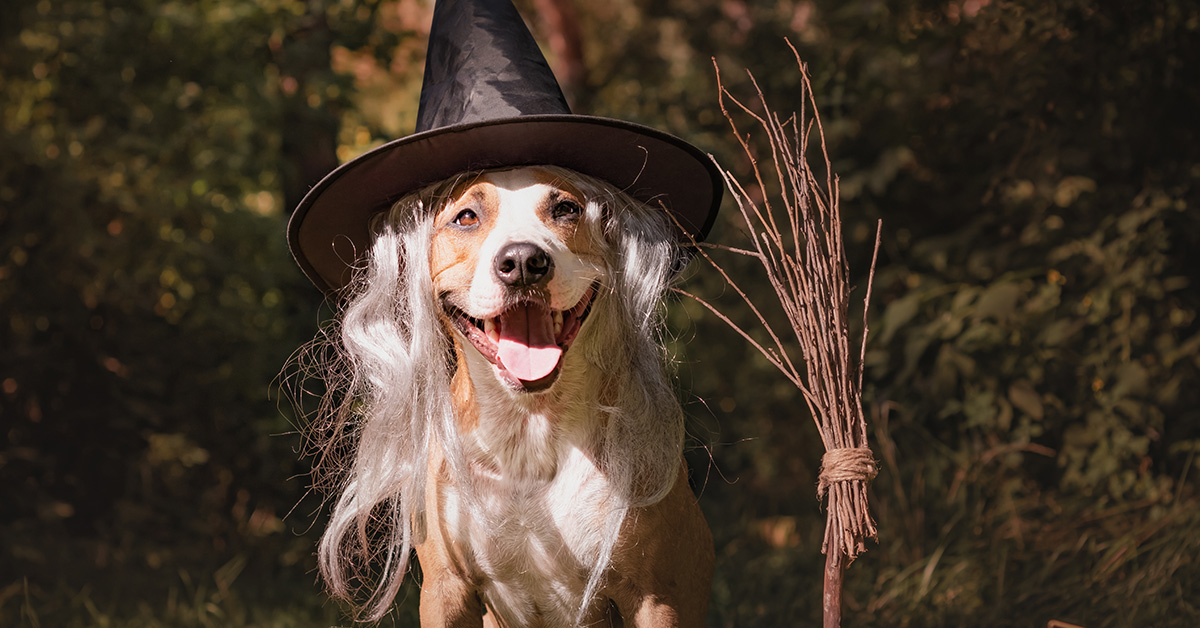 dog with witches hat on