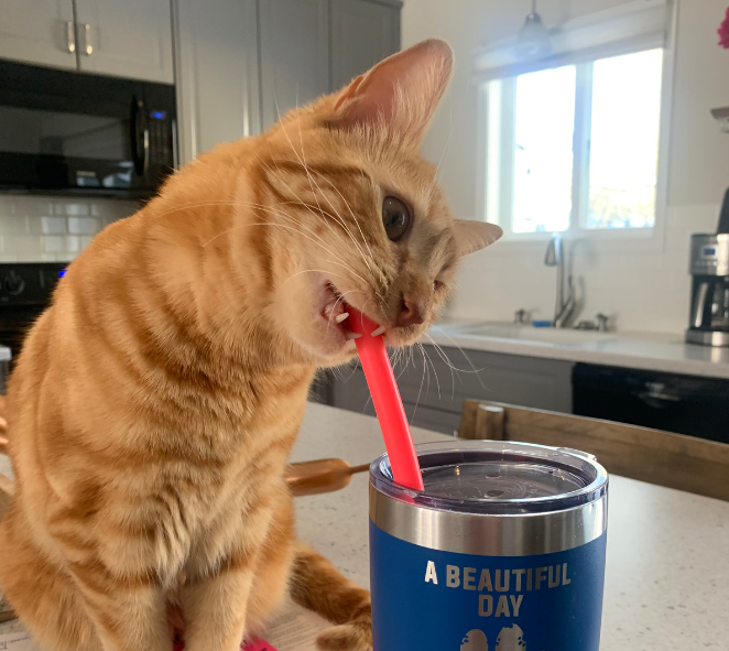 Cat chewing on straw