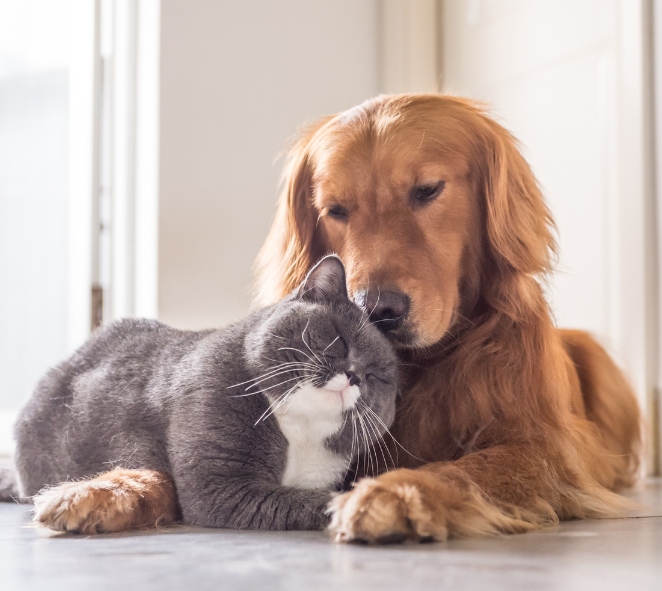 Cat and Dog Snuggle Pic